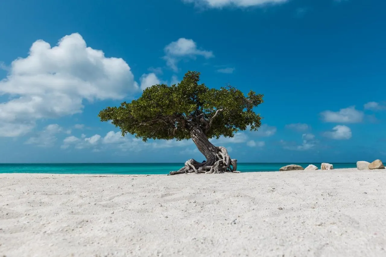 Esmeralda 26 Palm Beach 0*,  Aruba